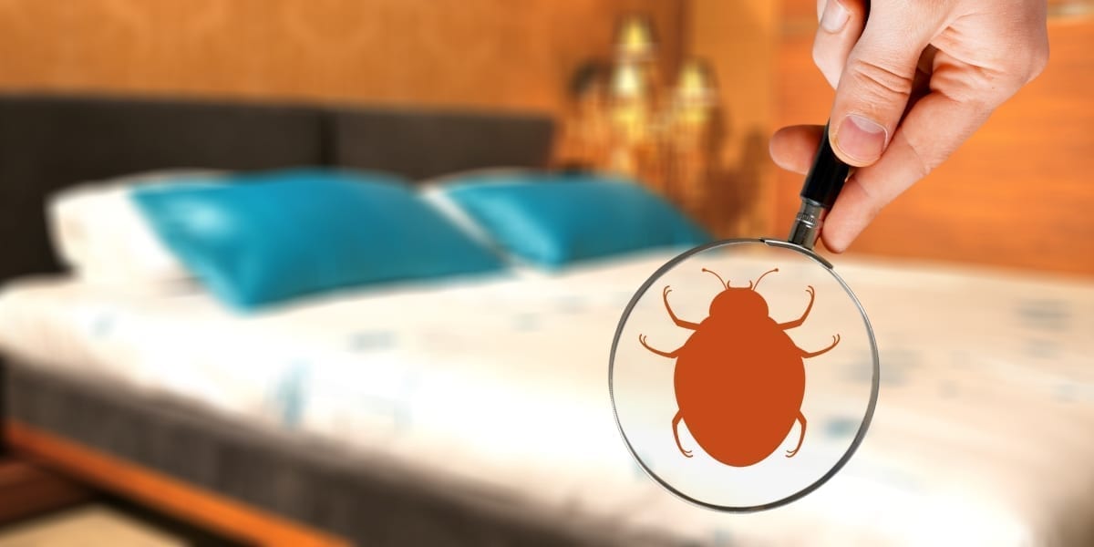 Plasă de protecție contra insectelor montată pe o fereastră deschisă într-o casă, vara